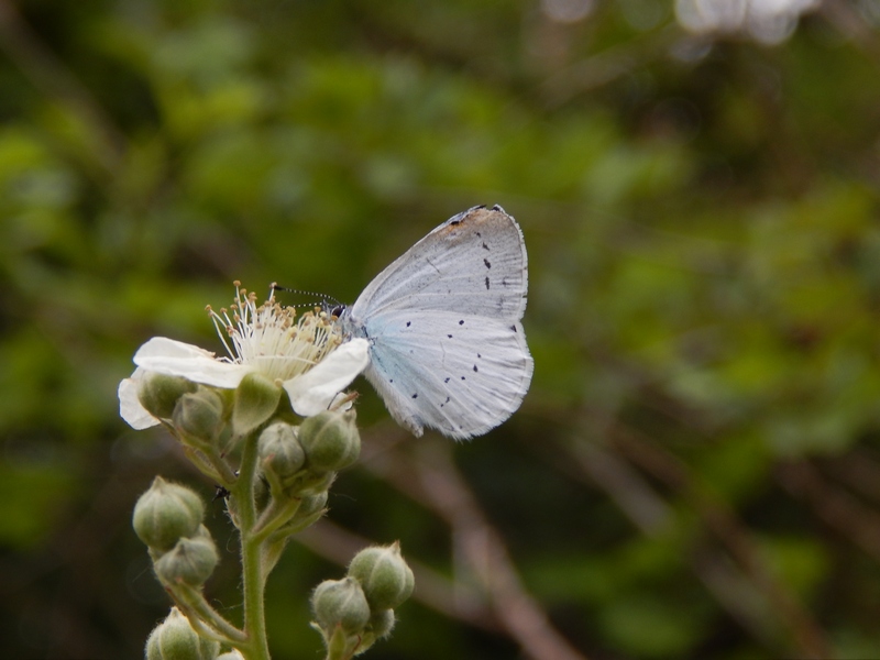 Celastrina argiolus ?